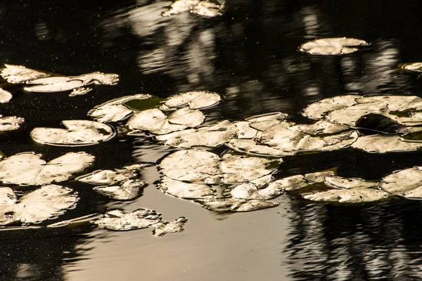 秋叶在背光下的池塘 — 图库照片