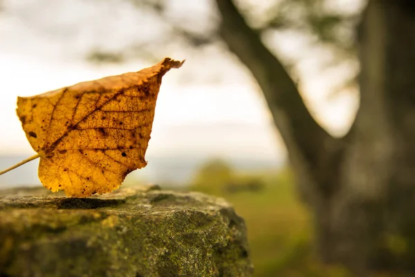 Şato duvarında sonbahar boyalı bir yaprak ve torbada kel bir ağaç. — Stok fotoğraf