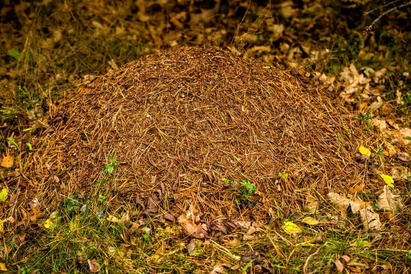 ant heap in a forest in Poland