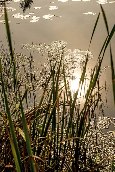 Sonbaharda arka planda kuyruklu bir gölet. — Stok fotoğraf