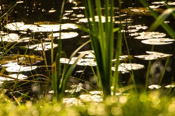 늦가을에 나뭇잎이 달린 연못 — 스톡 사진