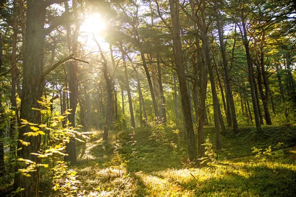 Bosque en contraluz, luz y sombra —  Fotos de Stock