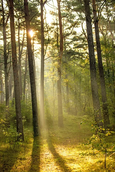 Лес на Балтийском побережье в Польше со световыми балками — стоковое фото