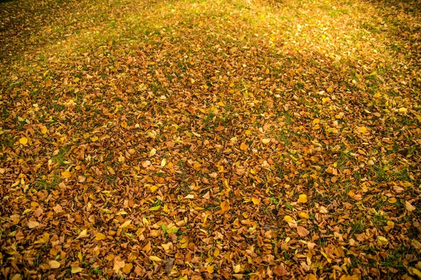 autumnal painted leaves in warm, sunny color on a meadow