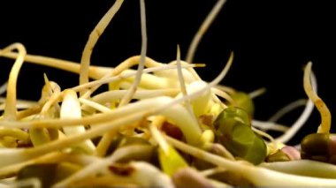 sehpada soya fasulyesi filizleri