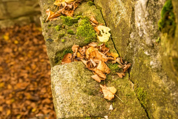 autumnal painted leaf on a castle wall