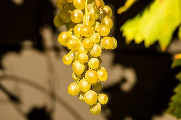 Ripe grapes at a wall — Stock Photo, Image