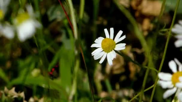 洋甘菊 药用植物 草甸中的花朵 — 图库视频影像