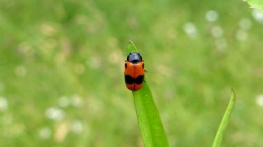 Froghopper, bir dulavratın üzerinde oturan böcek