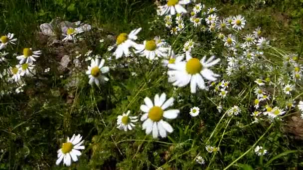 Chamomile Medicinal Plant Flowers Meadow — Stock Video