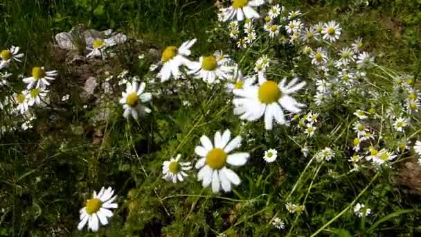 Camomila Planta Medicinal Flores Prado — Vídeo de Stock