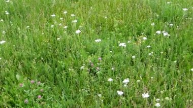 Yarrow, çiçekli şifalı bitki.