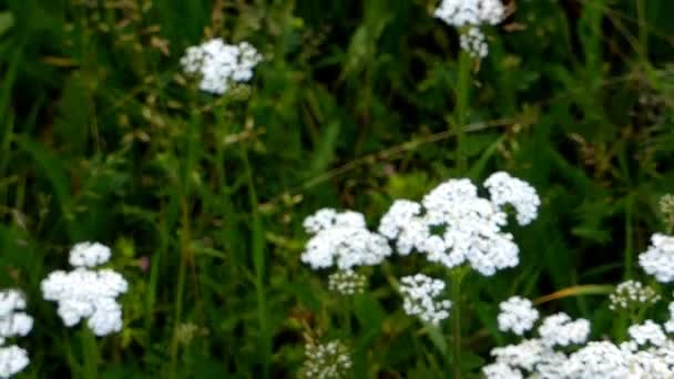 Schafgarbe Heilkraut Mit Blüte — Stockvideo