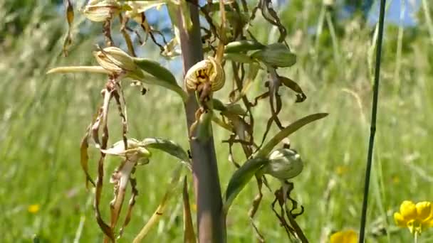 德国教科文组织生物圈保护区Schwaebische Alb草地上的蜥蜴兰花 — 图库视频影像