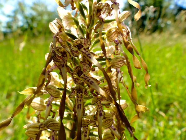 German Wild Orchid Lizard Orchid — Stock Photo, Image