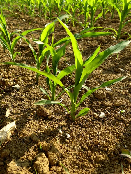Pole Kukurydzy Młodymi Roślinami — Zdjęcie stockowe
