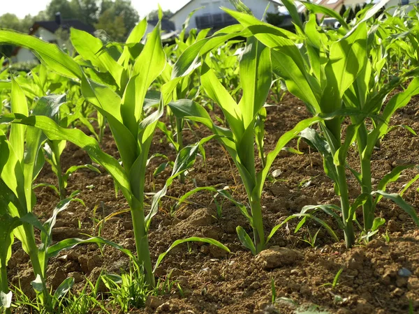 Corn Field Young Plants — Stock Photo, Image