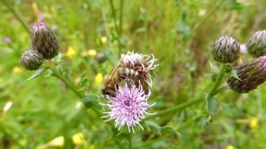 Bal arısı tarlada scabiosa çiçeği
