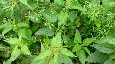 Isırgan otu, yiyecek ve tıbbi bitki 