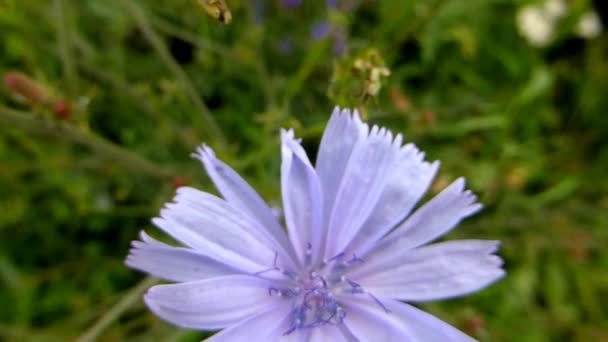 Marmalade Hoverflies Flower Chicory — Stock Video