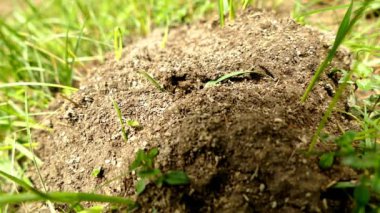 Tepedeki siyah karıncalar