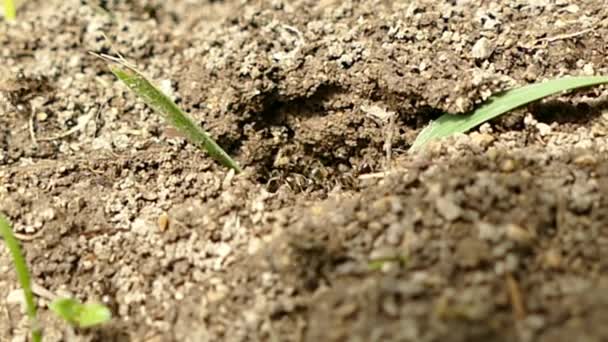Hormigas Negras Una Colina — Vídeo de stock