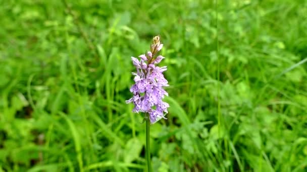 Orquídea Del Pantano Hoja Estrecha Prado Alemania — Vídeos de Stock