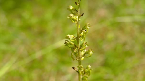 Twayblade Listera Ovata Orchidee Der Deutschen Flora — Stockvideo