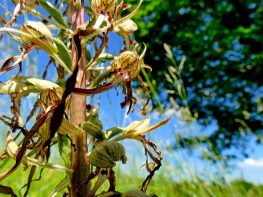 Alman vahşi orkidesi, Kertenkele orkidesi