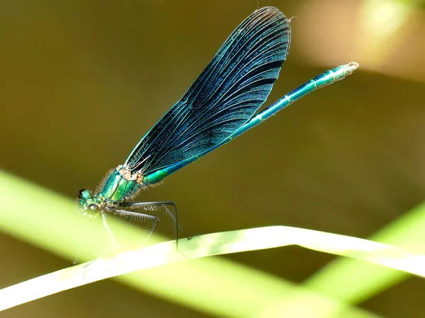 Schöne Demoiselle Männliche Libelle Auf Einem Blatt — Stockfoto