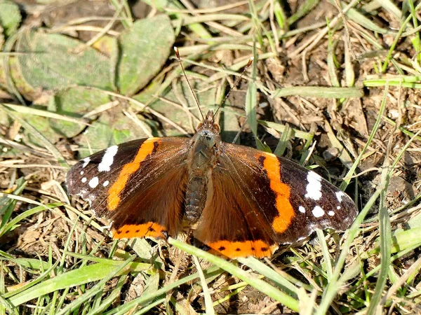 Amiral Rouge Sur Une Prairie Allemagne — Photo