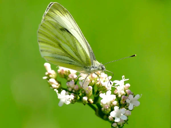 Cabbage Butterfly Valerian Flower — Stock Photo, Image