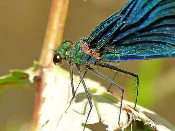 Schöne Demoiselle Männliche Libelle Auf Einem Blatt — Stockfoto