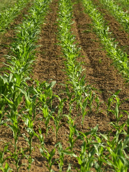 Kukuřičné Pole Mladými Rostlinami — Stock fotografie