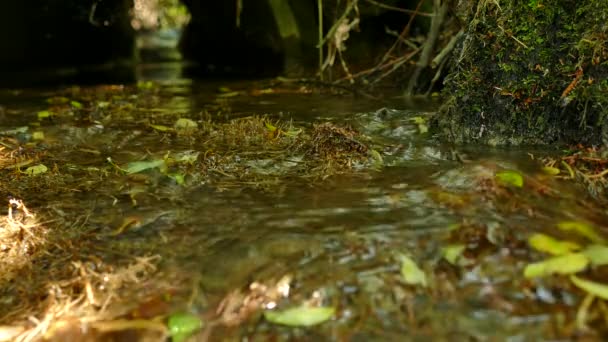 德国森林中的一条低角度的小河 — 图库视频影像