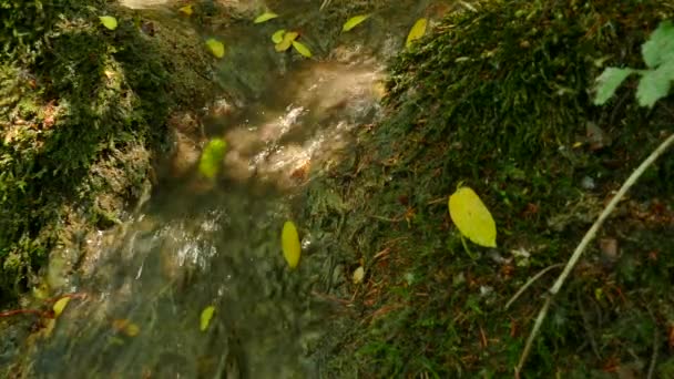 Petit Ruisseau Dans Une Forêt Allemande — Video