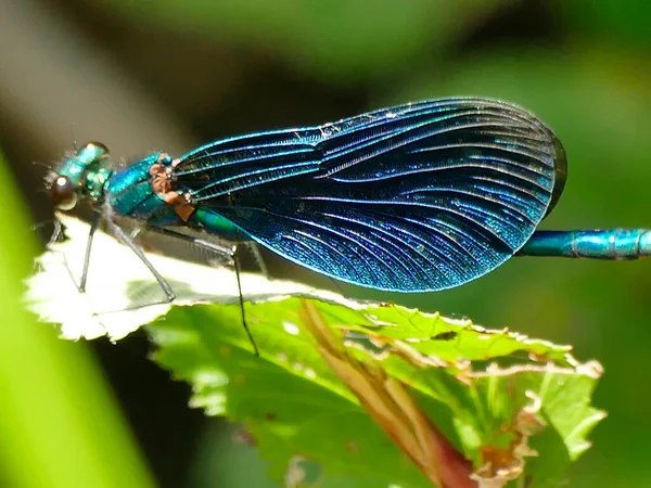 Schöne Demoiselle Männliche Libelle Auf Einem Blatt — Stockfoto