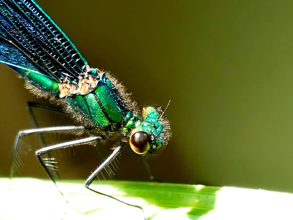 Bela Demoiselle Libélula Masculina Uma Folha — Fotografia de Stock