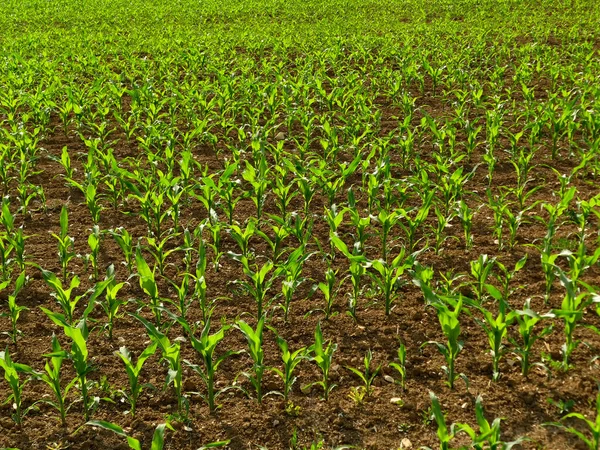 Campo Maíz Con Plantas Jóvenes — Foto de Stock