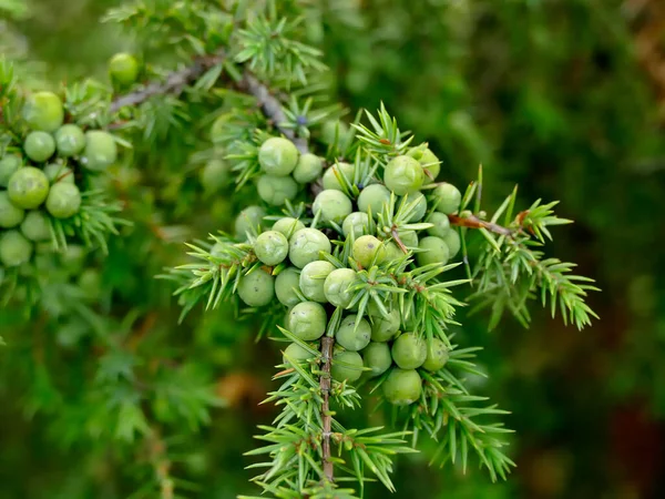 Juniper Berry Its Bush — Stock Photo, Image