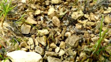 Kurtçuklar bir kuş leşini yiyor.