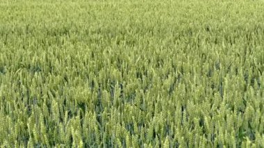 Almanya 'da buğday yetiştirme tarlası