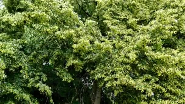 Πλατύφυλλη Φλαμουριά Φαρμακευτικό Δέντρο Άνθη — Αρχείο Βίντεο