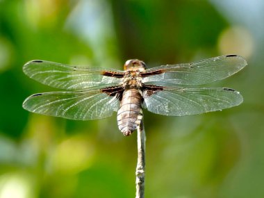 Yaprağın üzerinde oturan geniş gövdeli bir kadın.