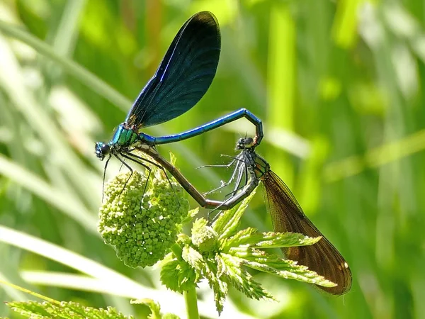 Hermosos Demoiselles Durante Reproducción —  Fotos de Stock