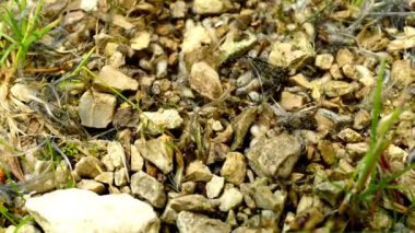 Kurtçuklar bir kuş leşini yiyor.