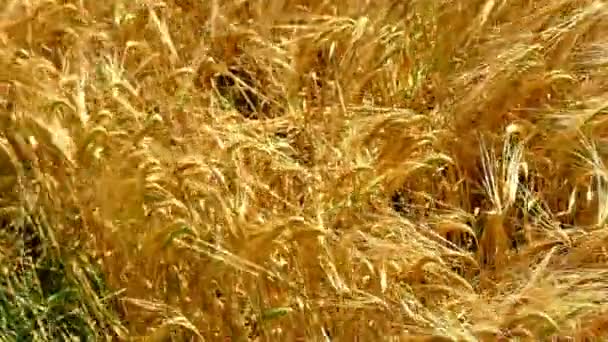 Campo Cebada Luz Dorada Verano — Vídeos de Stock