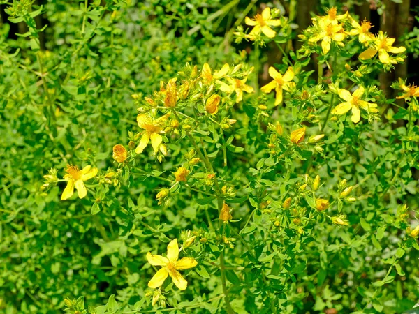 Johanniskraut Heilpflanze Mit Blüte — Stockfoto