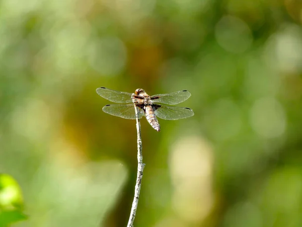 Femelle Chaser Large Corsé Assis Sur Une Feuille — Photo