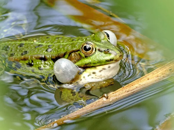 池の中の水のカエルが頬を吹き上げ — ストック写真